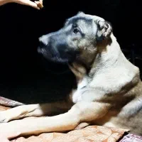 سگ سراب اصل