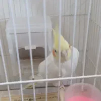 عروس هلندی و تعدادی قناری مست خون