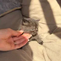 اسکاتیش و بریتیش