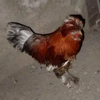 خروس لهستانی