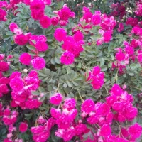 سرایدار خانواده جهت نگهداری ۷ هزار متر باغ