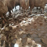 گوسفند فومن|حیوانات مزرعه|مشگین شهر, |دیوار