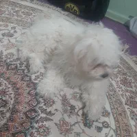 پودل فانتزی