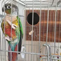 جفت گرینچیک  شیرین و بازیگوش