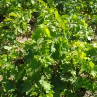 انواع نهال انگور سفید و قرمز وموندراپ مویز|خدمات باغبانی و درختکاری|ارومیه, |دیوار