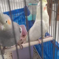 عروس هلندی جفت نرچهار ماهه ویکی هم ماده|پرنده|مرودشت, بهارستان|دیوار