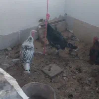 بوقلمون