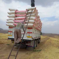 کاه گندم دیمی کردستان|خدمات باغبانی و درختکاری|خان ببین, |دیوار