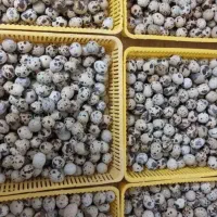 تخم‌بلدرچین نطفه دار