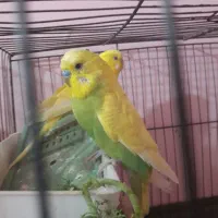 مرغ عشق|پرنده|مسجد سلیمان, |دیوار