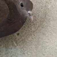 کفتر|پرنده|فولادشهر, A3|دیوار