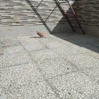 زرد بون باز