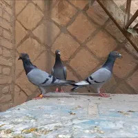 پلاکی کاکلی
