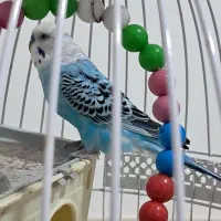 قفس پایه دار و یک عدد مرغ عشق