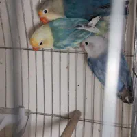 طوطی برزیلی رنگ خاص