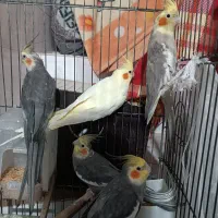 عروس هلندی|پرنده|ساوه, |دیوار