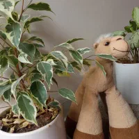 انواع عروسک نو