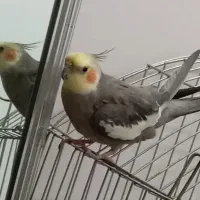 عروس هلندی گمشده