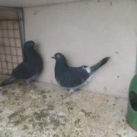 طوطی عروس و کبوتر