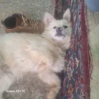 واگزاری سگ