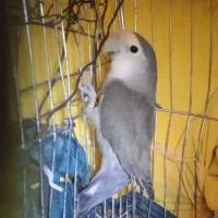 طوطی برزیلی قناری ماده طوطی برزیلی عروس هلندی