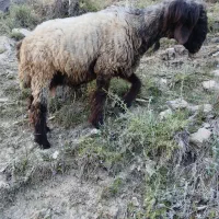 میش داشتی