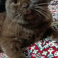 گربه  اسکاتیش