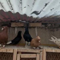 کفتر دم سفید خاص