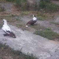 کبوتر زینتی