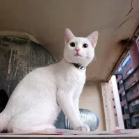 گربه سفید نر خوشگل و باهوش