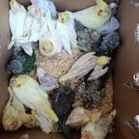 جوجه عروس و برزیلی و گرینچیک سرلاکی