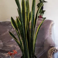 سانسوریا ابلغ یا لب طایی