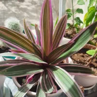 گل وگیاه شاداب|گل و گیاه طبیعی|خوی, |دیوار