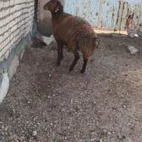 بره قوچی هموزیگوت