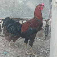 جوجه خرووس لاری مرغ