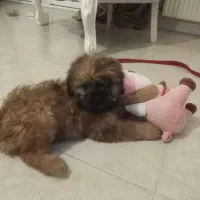 فروش سگ شیتزو فلت|سگ|چالوس, |دیوار