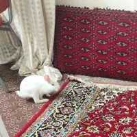 خرگوش سفید