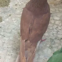 کفتر 40 سانتی نوک ریز چشم نوک سفید سرخ نر چادری