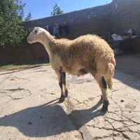 بره قوچ پلنگی