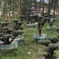فروش درخت زیتون هخامنشی