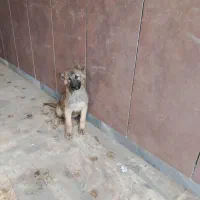 توله سگ سرابی اصیل