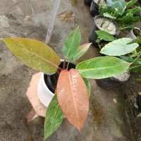 گل فیلودندرون پرتقالی ارسال رایگان + هدیه