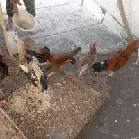 تعدادی مرغ خروس به قیمت مناسب