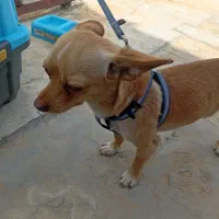 واگذاری سگ،،