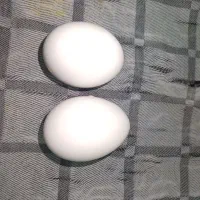 فروش تخم مرغ آب پز (آماده سرو)