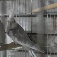 یک جفت عروس هلندی مولد