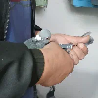 کبوتر پلاکی اهواز سبز دوخط