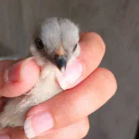 تخم مرغ نطفه دار