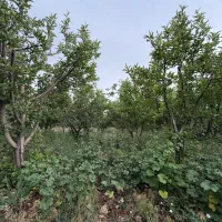 فروش-فوری-باغ-دماوند-شرایطی
