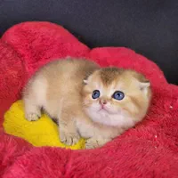 بچه گربه ی دلفریب و کیوت|گربه|ساری, |دیوار